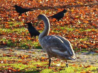 Animal plumage creature