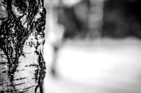 Bark birch black and white photo