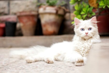 Domestic Cat eyes purebred photo