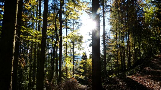 Forest nature sunny day photo