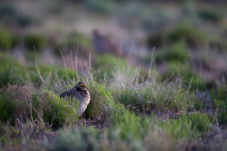 Lesser Prairie-Chicken-1 photo