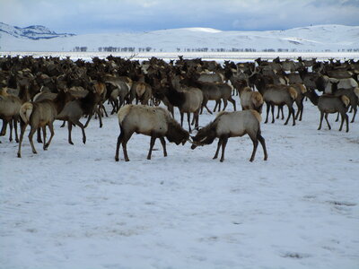 Elk contest on the National Elk Refuge