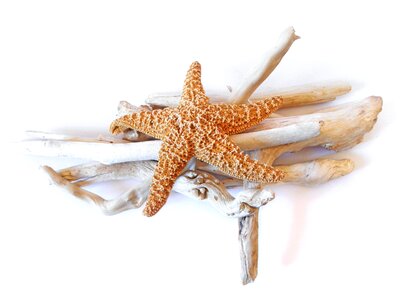 Driftwood decorative marine