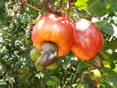 Cashew tree sertão nordestino bahia