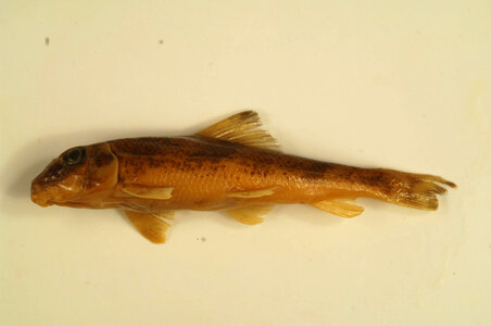 Hypentelium nigricans-3