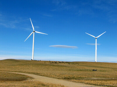 Windmills and Cattle in the Landscape photo