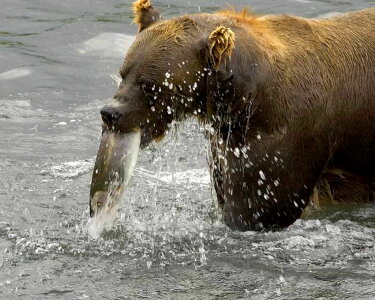 Bear brown brown bear