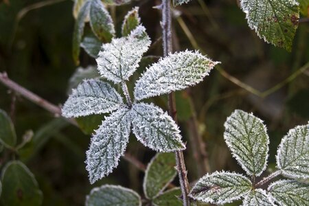 Cold frost frosty photo