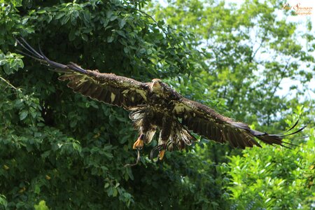 Eagle white tailed eagle bald eagle
