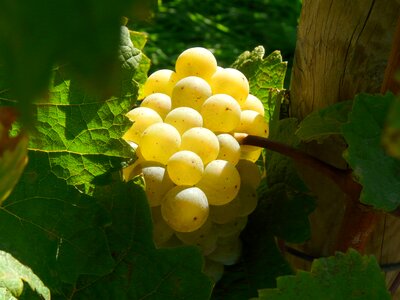 Wine green grapes vineyard photo