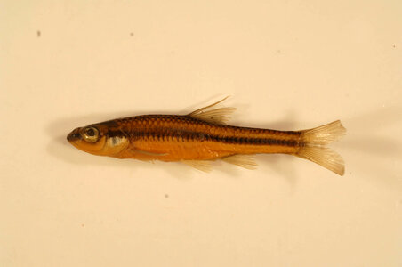 Notropis heterolepis