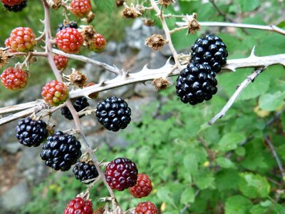 Red fruits collection nature