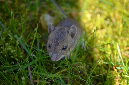 Baby mouse animal cute photo