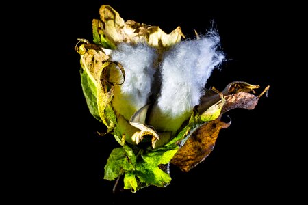 Cotton cotton shrub plant