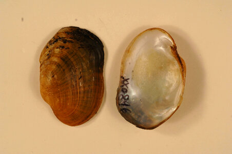 Epioblasma capsaeformis-1