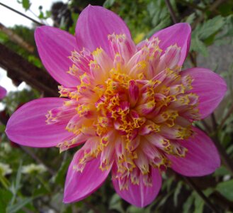 Blossom petal macro