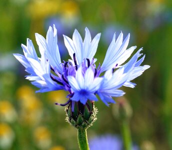 Blossom flora flower