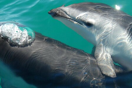 Aquarium dolphin fish photo