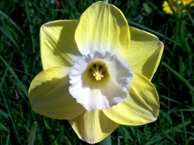Light yellow petals white