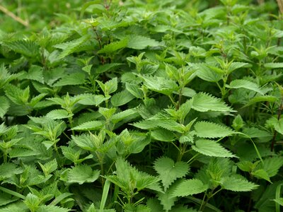 Plant nettles nature