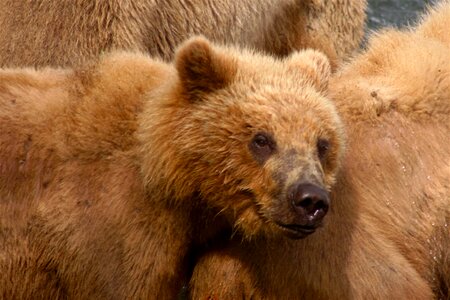 Animal bears cub photo