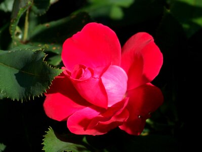 Petals pink bright