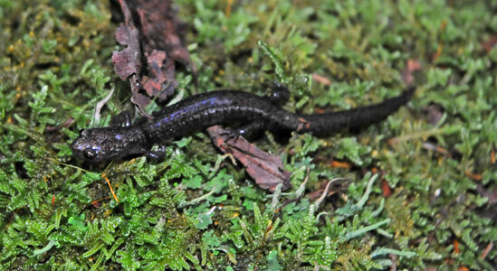 Cheat Mountain salamander-1 photo