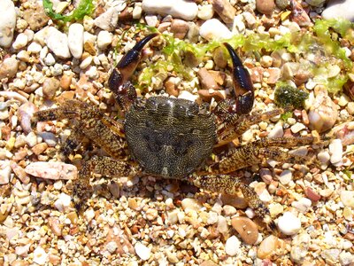 Pachygrapsus marmoratus grapsidae unusual photo