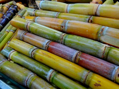 Sugar cane harvest sugar production food photo