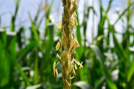 Agriculture cereal corn photo