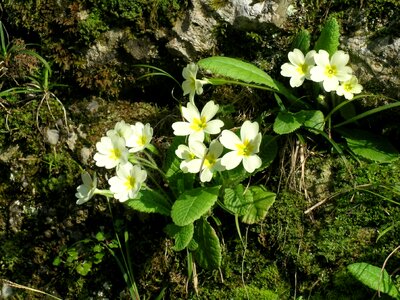 Primroses flowers spring