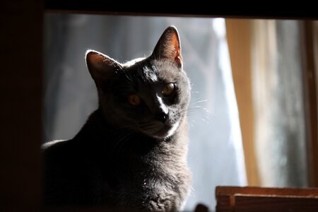 Pet grey kitten photo