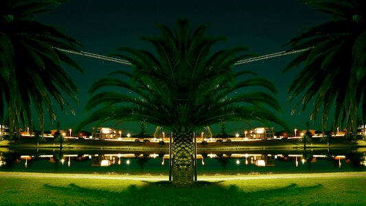 Palm city photo