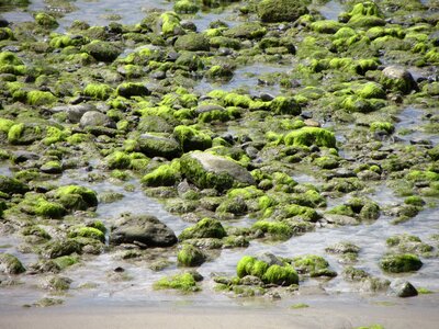 Stones seaweed green photo