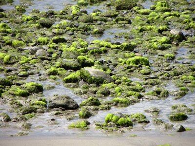 Stones seaweed green