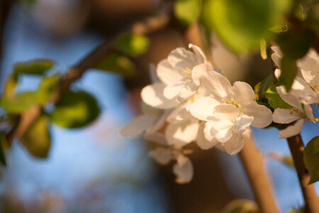 spring flowers