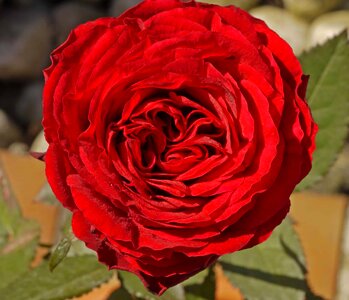Affection beautiful flowers biology