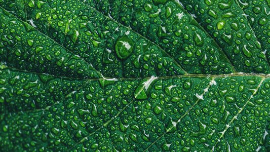 Water Drops Leaf photo