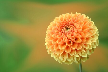 Beautiful Photo flower garden
