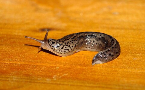 Slowly slug crawl