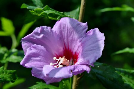 Endangered Species endemic pistil