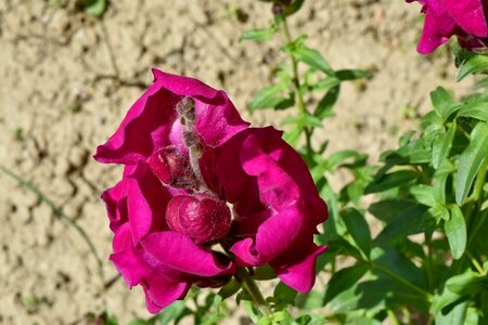 Purple plant nature