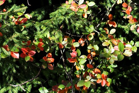 Nature trees autumn leaf photo