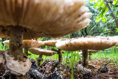 Autumn nature macro