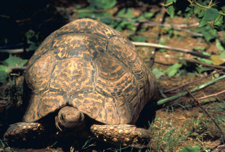 Leopard tortoise