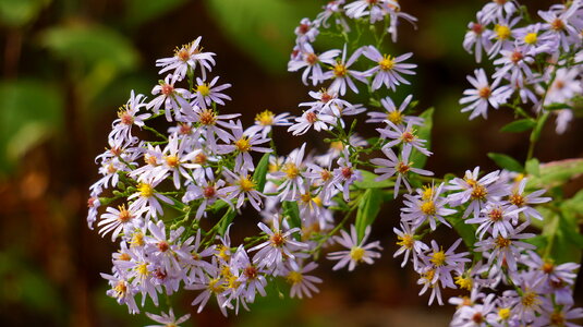 Wildflowers