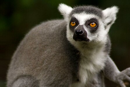 Mammal fur grey