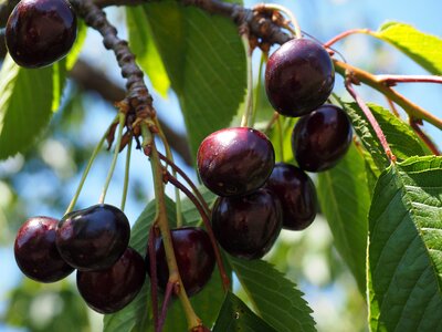 Over ripe fruits fruit photo