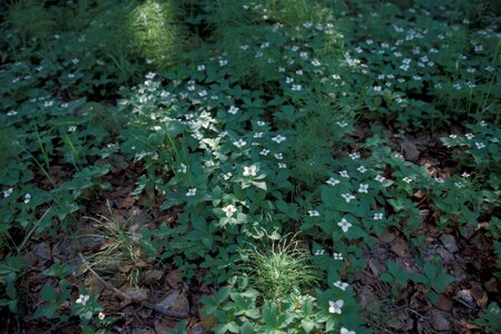 Alaska flowers white