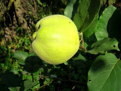 Apple diet dietary